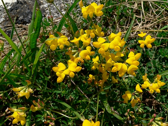 {Lotus corniculatus}